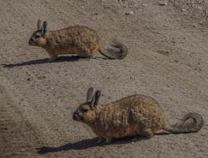 Two furry rodent-like animals with bushy tails and large ears are standing on a dirt surface. The animals have brown and grey fur and elongated bodies. They appear to be alert and are casting shadows on the ground.