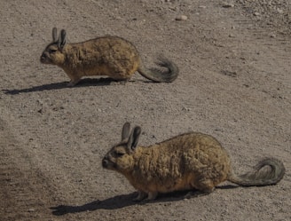 Two furry rodent-like animals with bushy tails and large ears are standing on a dirt surface. The animals have brown and grey fur and elongated bodies. They appear to be alert and are casting shadows on the ground.