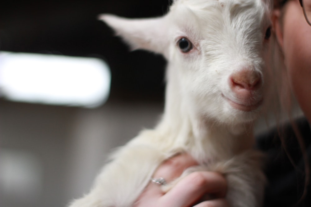 white goat kid in tilt shift lens