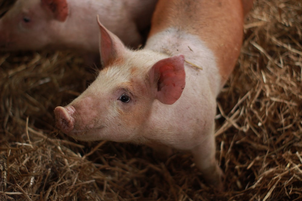 white and brown pig on brown hay