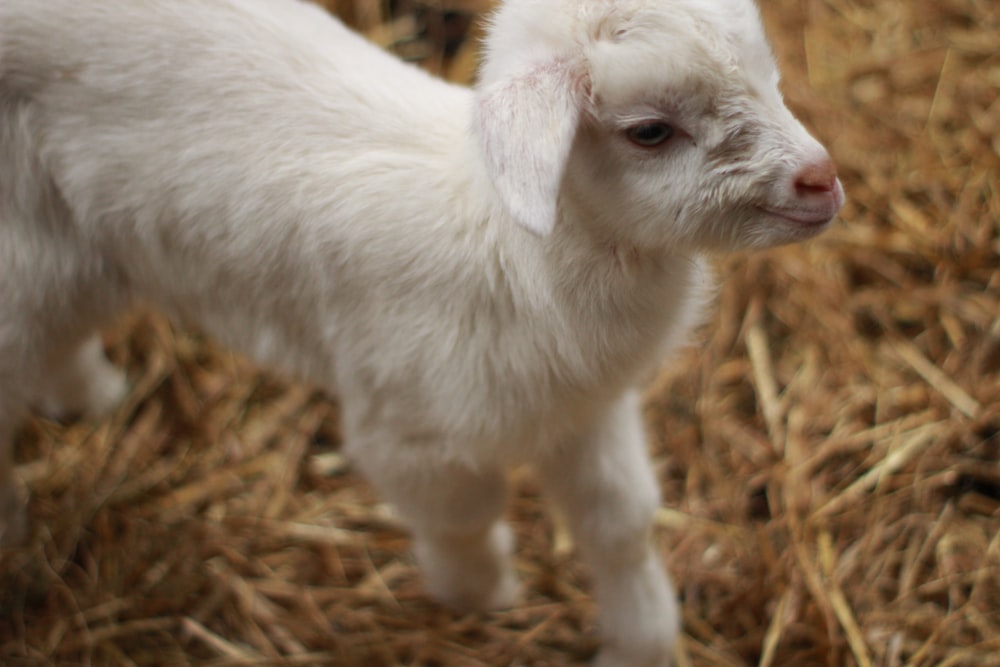 white goat on brown dried grass