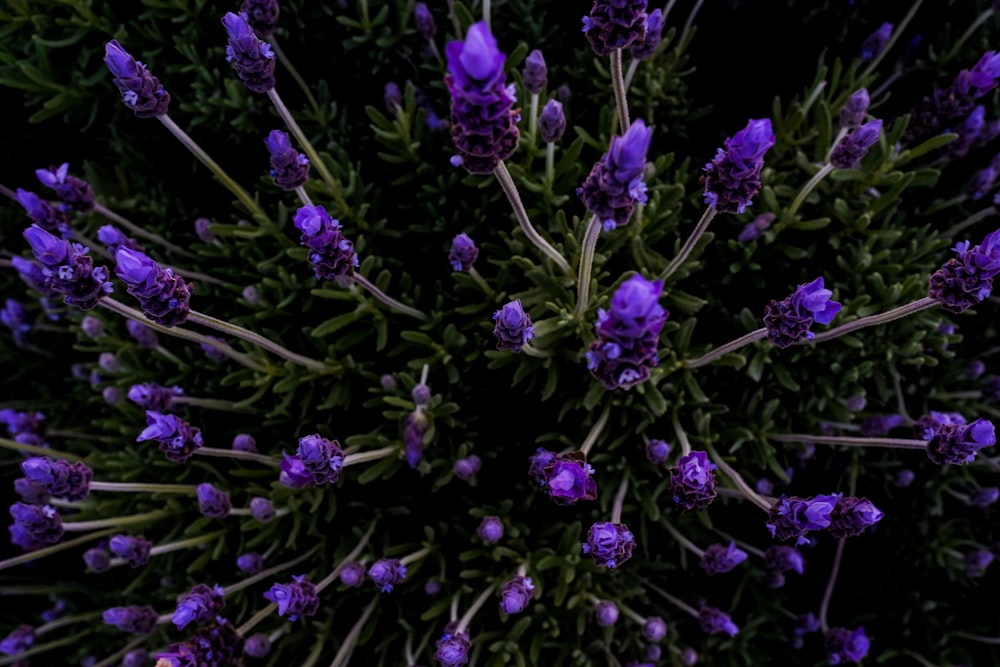 purple flowers with green leaves