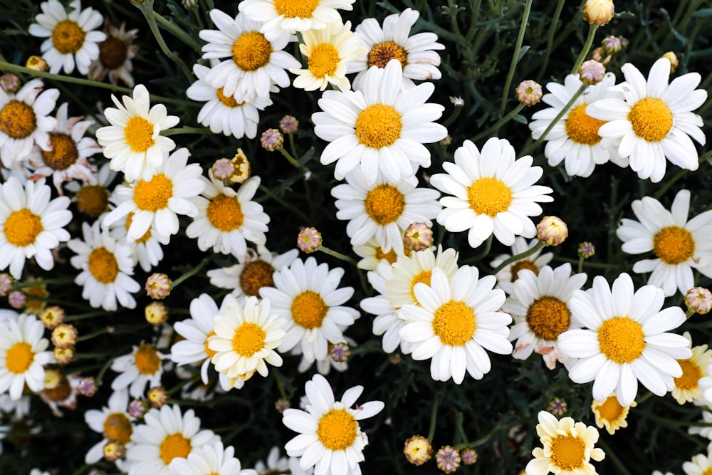 flores blancas y amarillas durante el día