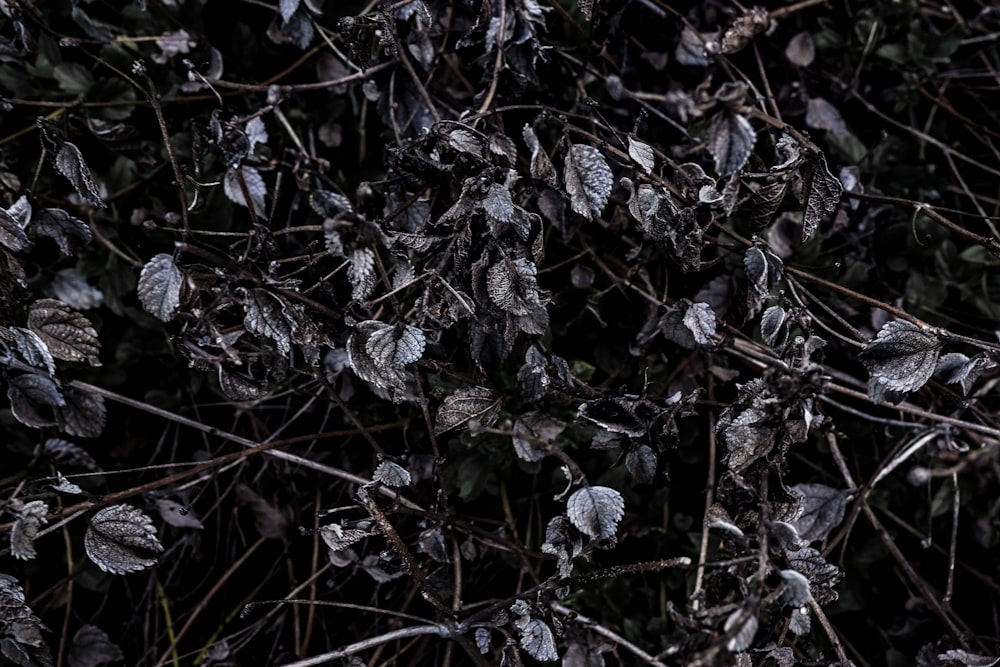 white and green plant leaves