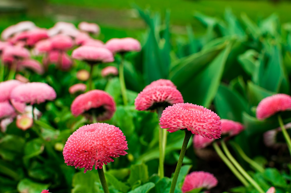 pink flowers in tilt shift lens