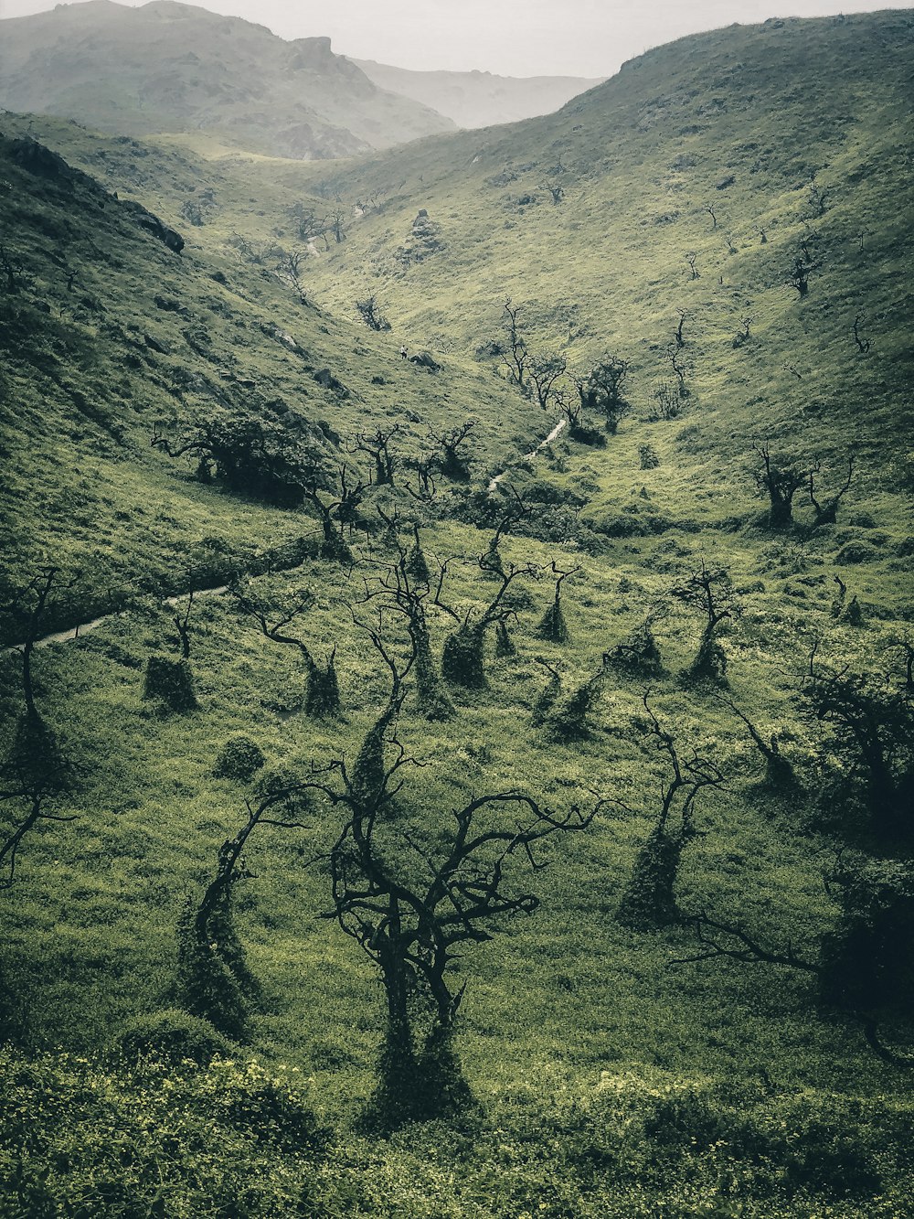 green grass and trees covered mountain