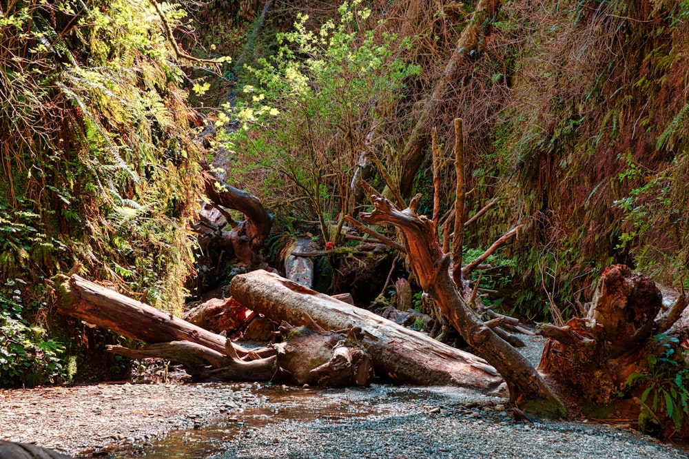 brown tree log on river