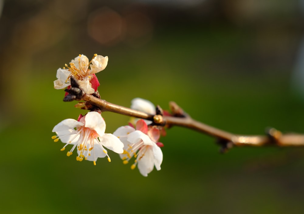 flor de cerejeira branca na fotografia de perto