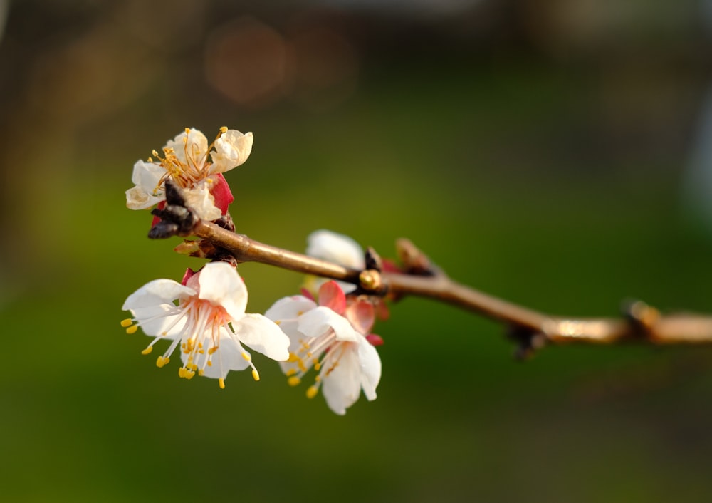 white cherry blossom in close up photography