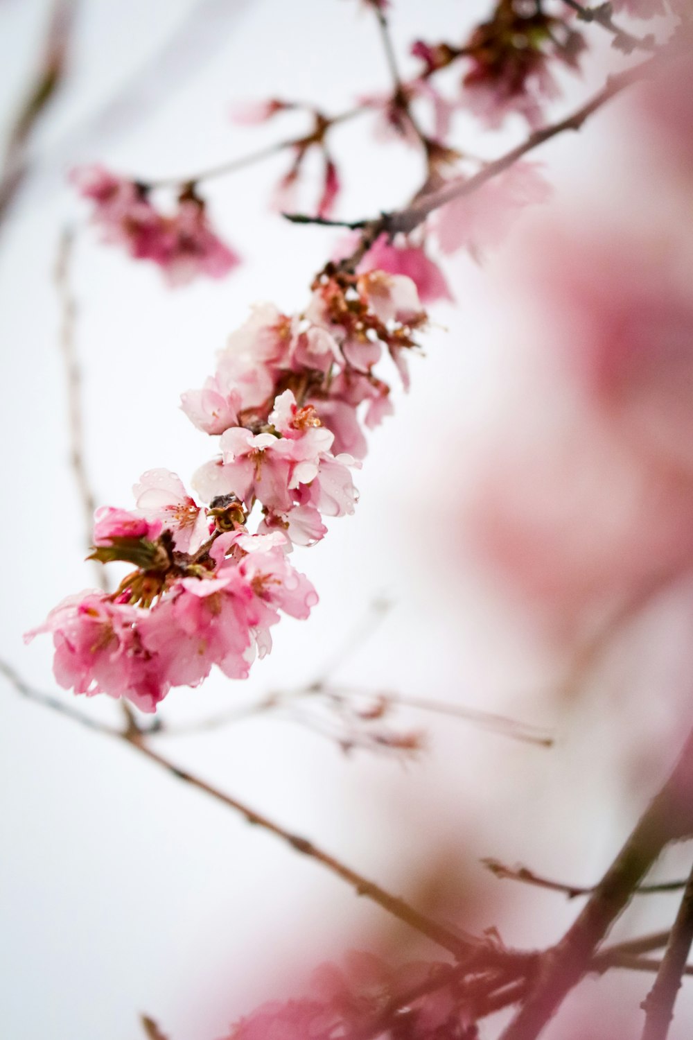 pink cherry blossom in close up photography