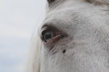 Close-up of a horse's eye reflecting calm and trust