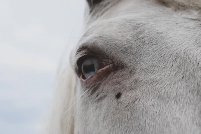Close-up of a horse’s calm eye reflecting trust during the journey.