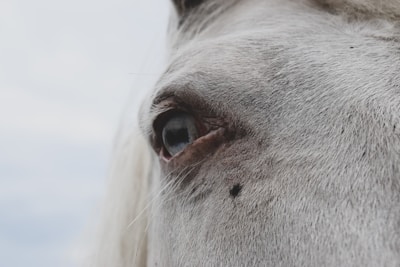 Close-up of a horse's eye reflecting the surrounding nature and a peaceful human presence.