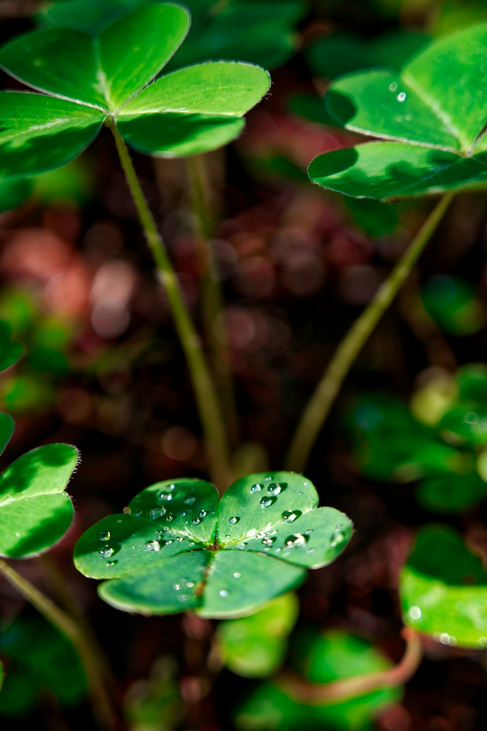 water droplets on green plant