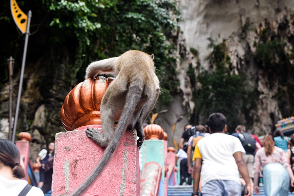 brown monkey on brown concrete wall during daytime