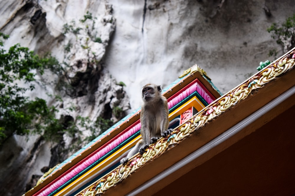 brown monkey sitting on brown wooden window during daytime