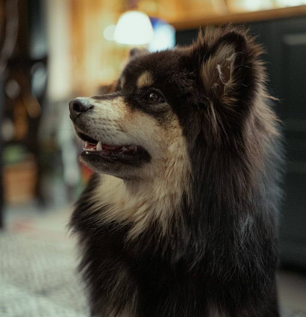 Husky sibérien noir et blanc