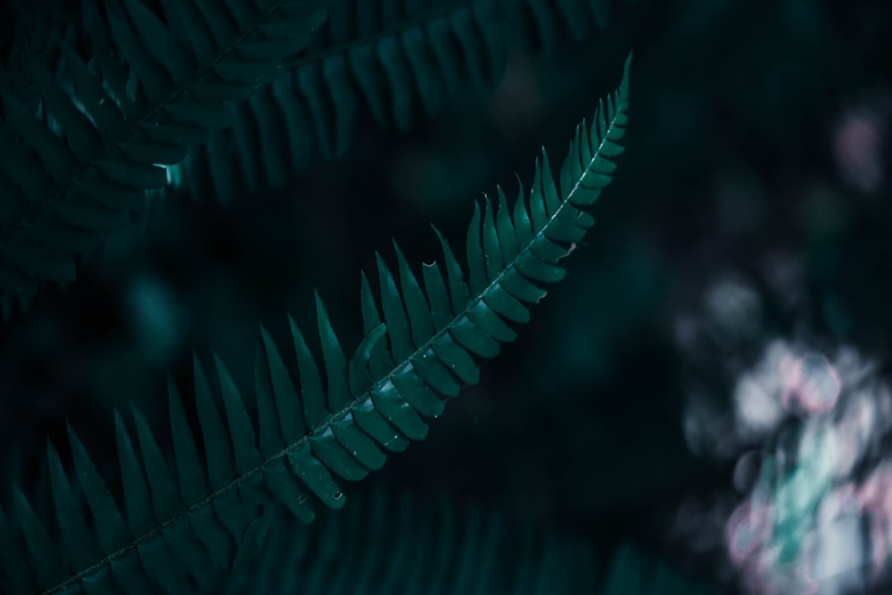 green leaf in close up photography