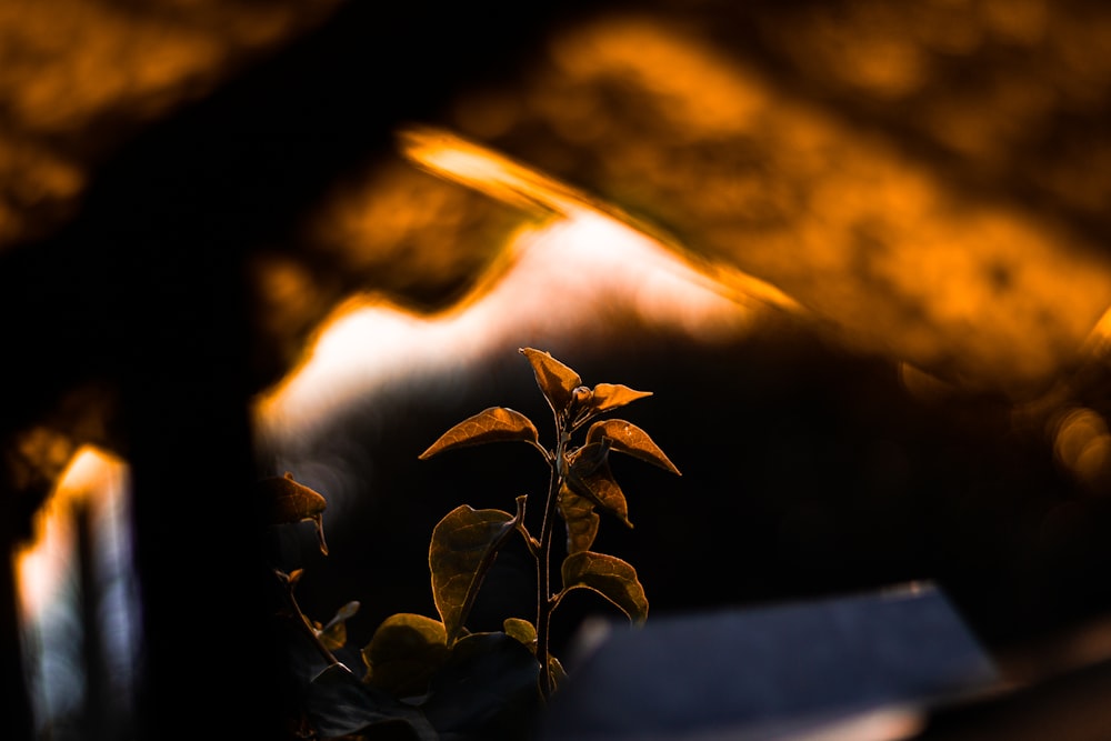 green plant on gray concrete wall during sunset