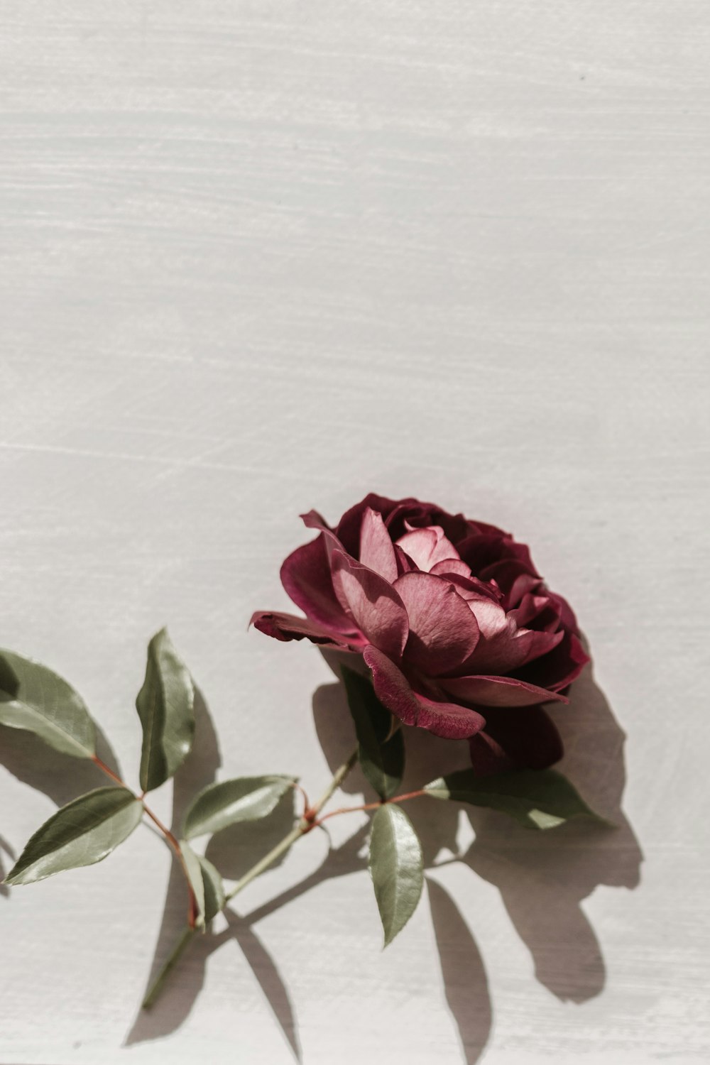 pink rose on white textile