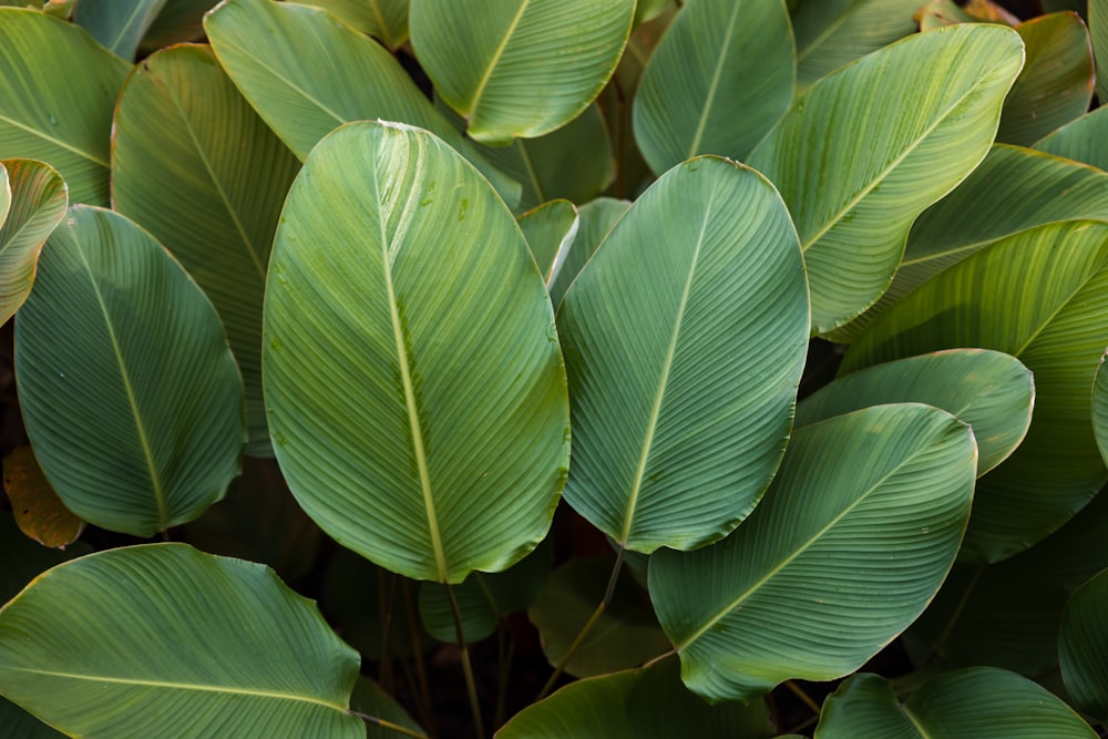 green leaf plant during daytime