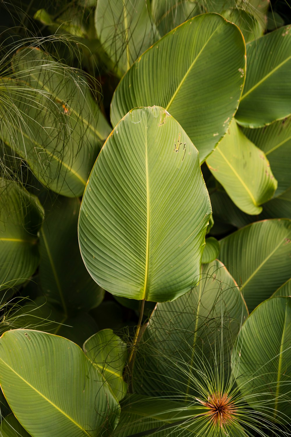 green leaf plant during daytime