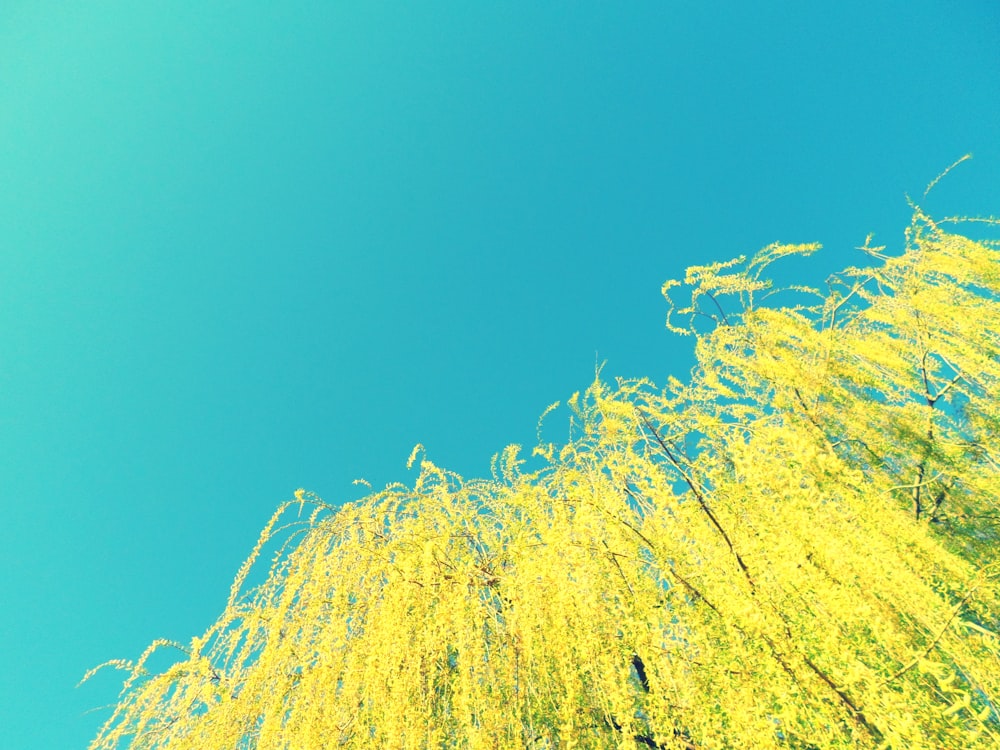 yellow leaf tree under blue sky during daytime