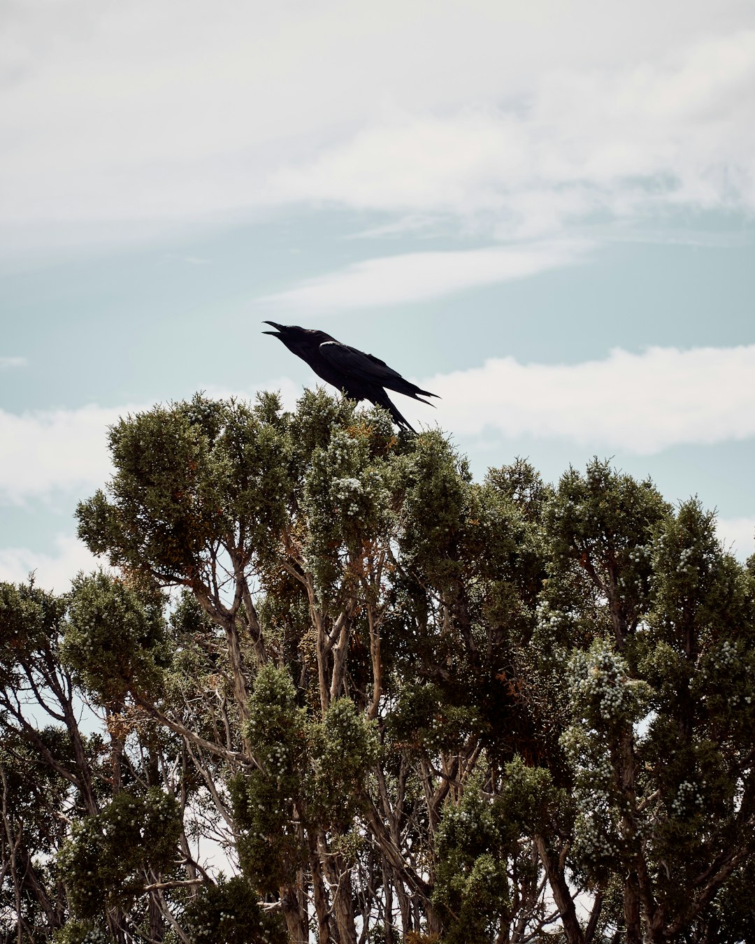 black bird flying over green trees during daytime