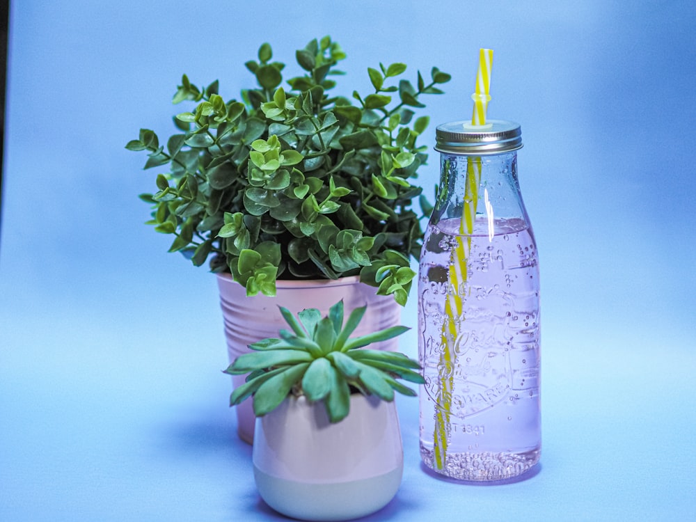 green plant in white ceramic vase