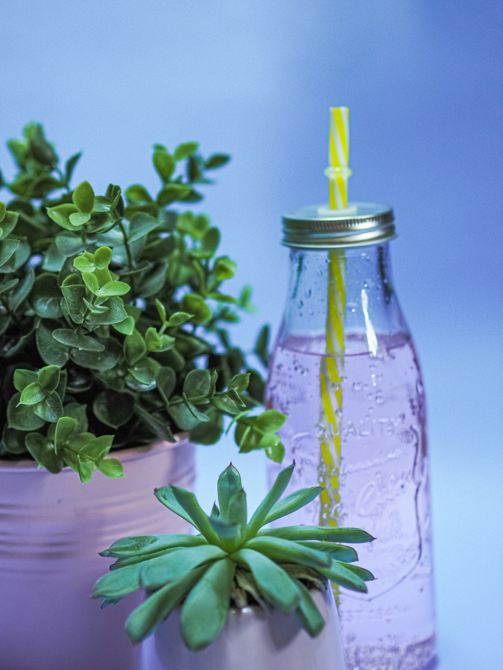 green plant on clear glass bottle