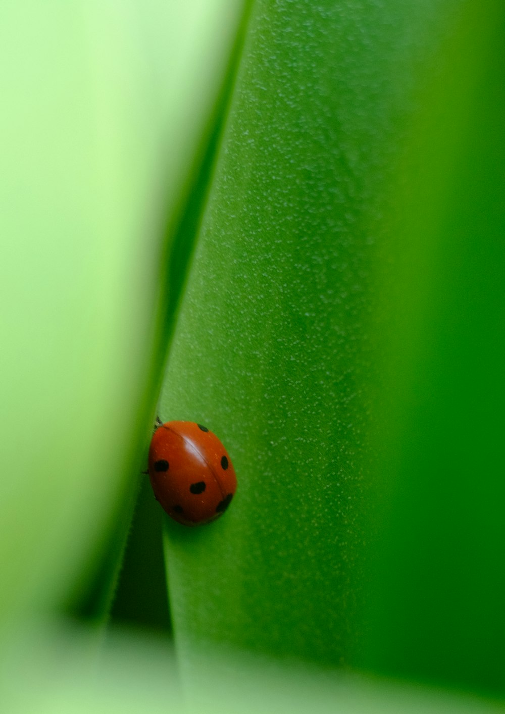 mariquita roja sobre superficie verde