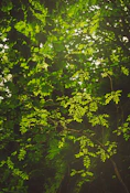 green leaves on tree branch