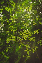 green leaves on tree branch
