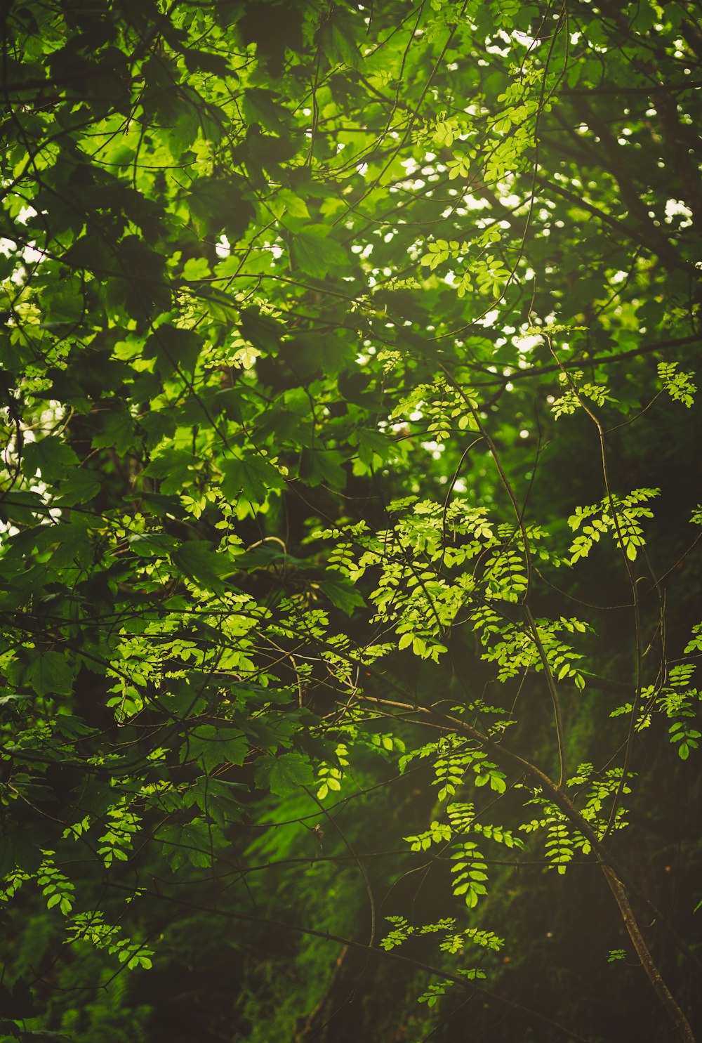 green leaves on tree branch