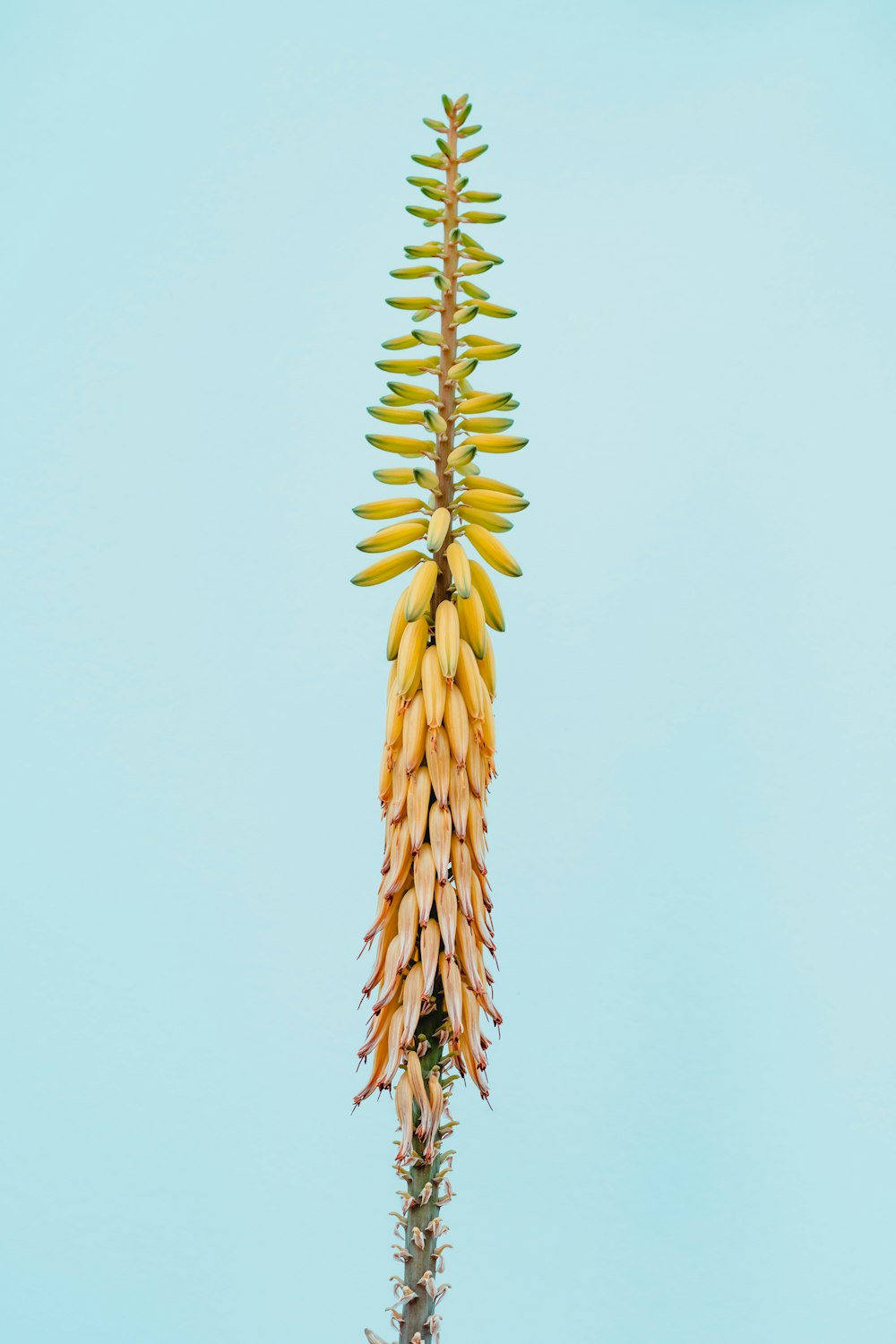 eine Pflanze mit gelben Blüten auf blauem Hintergrund