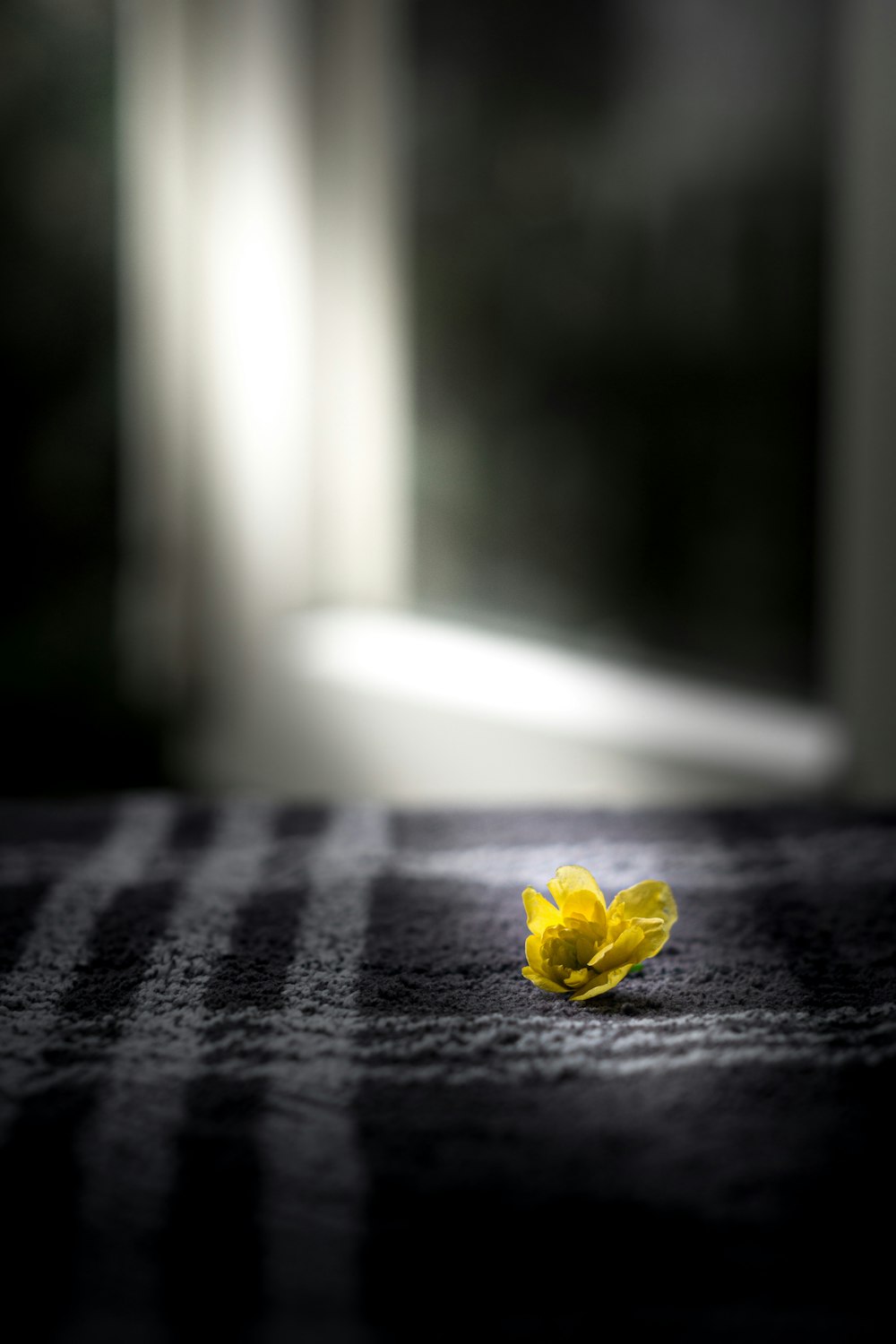fleur jaune sur textile à carreaux noir et blanc