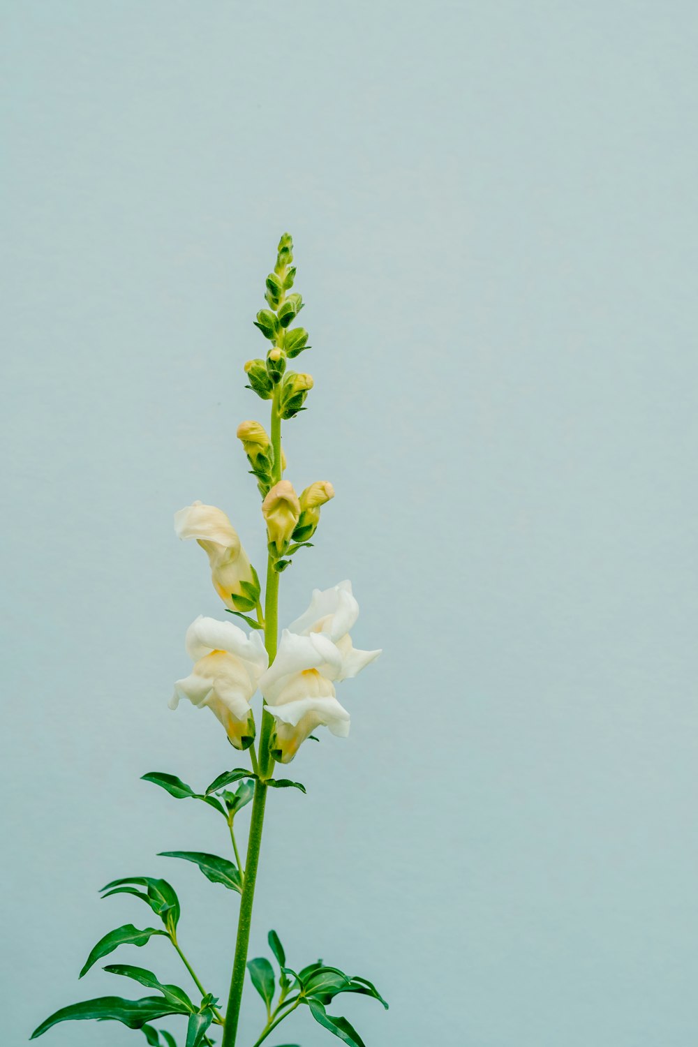 white and yellow flowers in close up photography