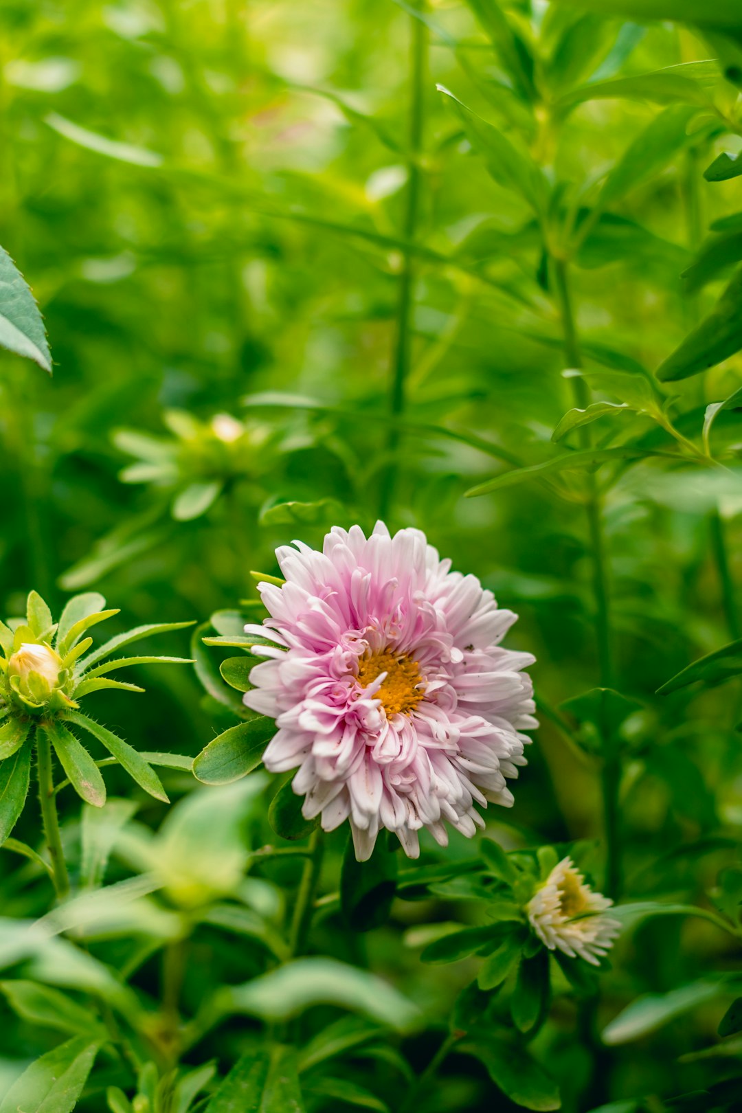 pink and white flower in tilt shift lens