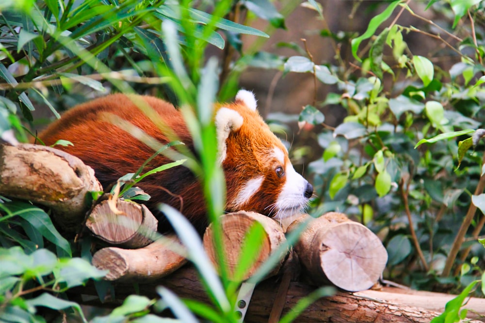 red panda on brown tree branch during daytime