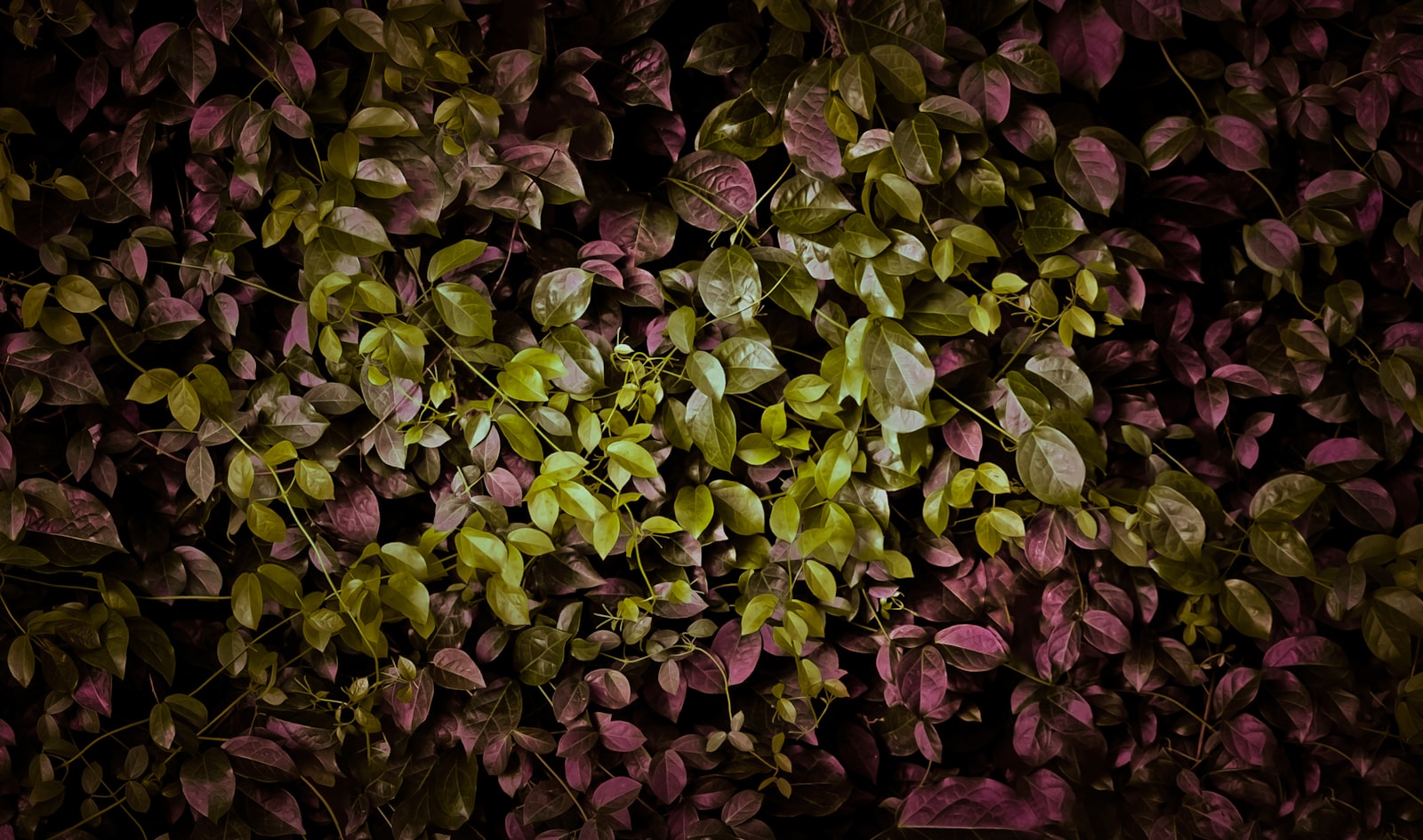 Fujifilm X-T2 + Fujifilm XF 90mm F2 R LM WR sample photo. Green and purple leaves photography
