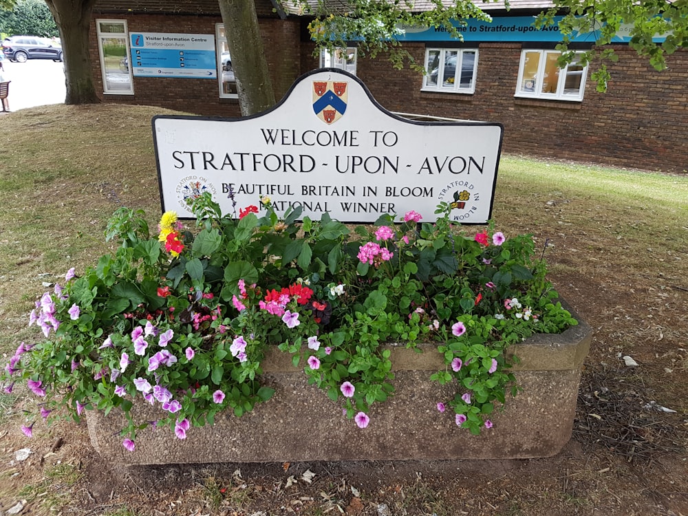 purple flowers with white and blue wooden signage