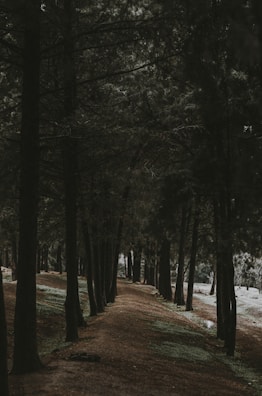 A calming forest path surrounded by tall trees.