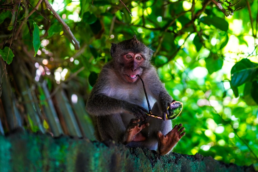 brown monkey sitting on brown wooden surface during daytime