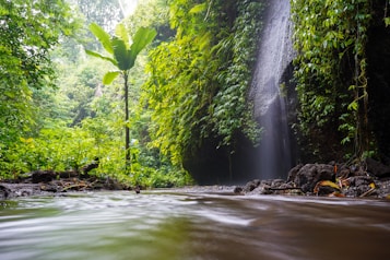 A lush, vibrant jungle scene featuring a small waterfall cascading down rocks, surrounded by dense green foliage. The foreground shows a calm, shallow stream with smooth stones and muddy banks. Tall tropical plants and various shades of green dominate the landscape, providing a serene and untouched natural setting.