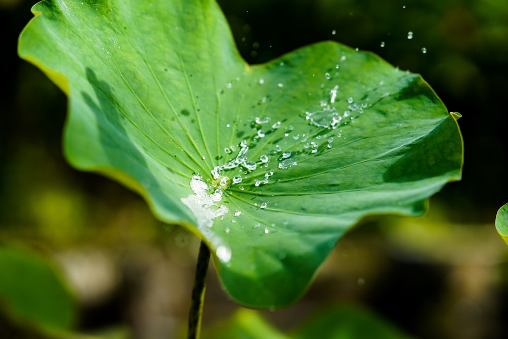 water droplets on green leaf