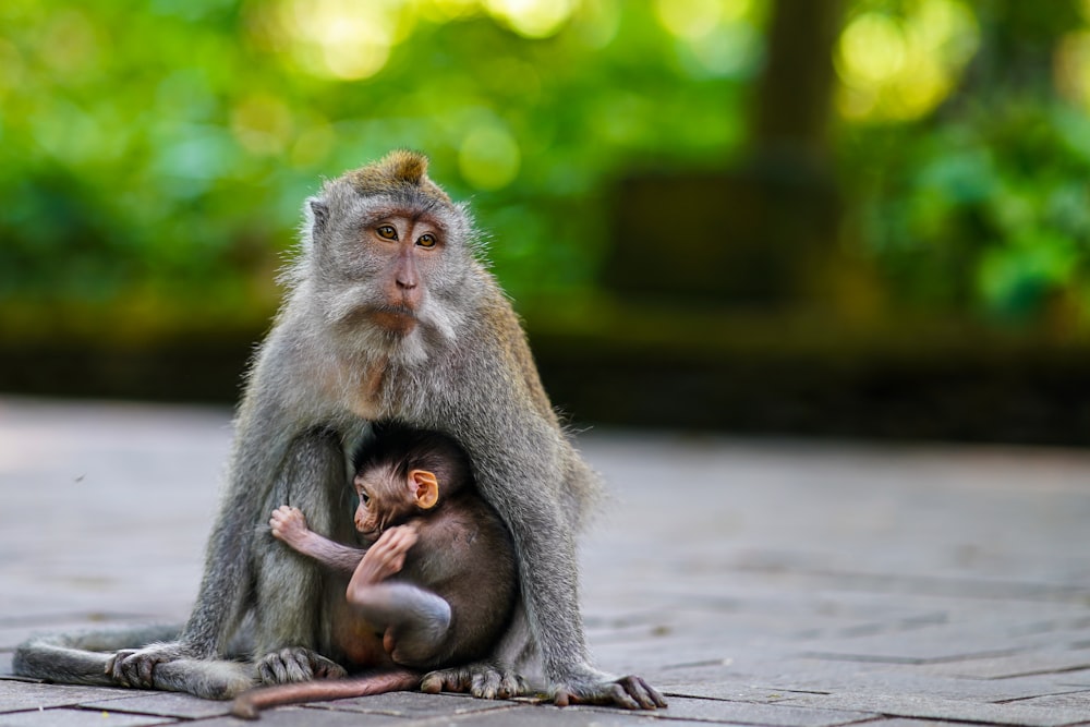 brown monkey sitting on gray concrete floor during daytime