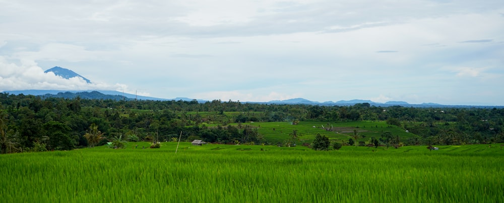 green grass field under white sky during daytime