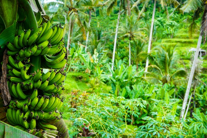 Benefits Of Drinking The Liquid From Boiled Green Bananas 

