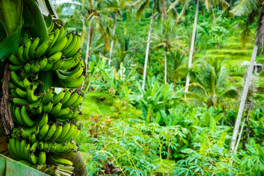 green banana fruit on green leaves