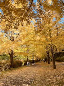 Smiling retirees cycling together along a tree-lined path during autumn.